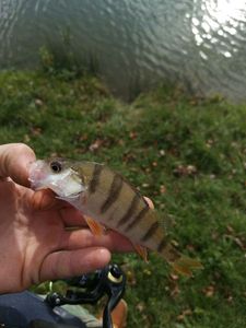 European Perch