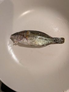 Axillary Wrasse