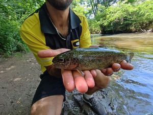 Rainbow Trout