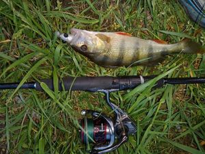 European Perch