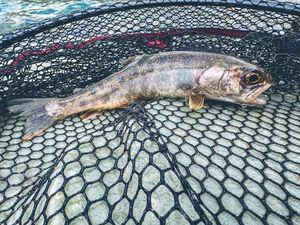 Arctic Char