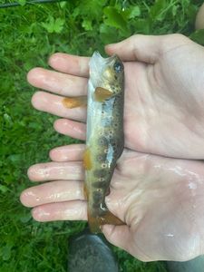 Brown Trout