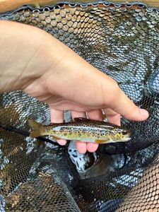 Brown Trout