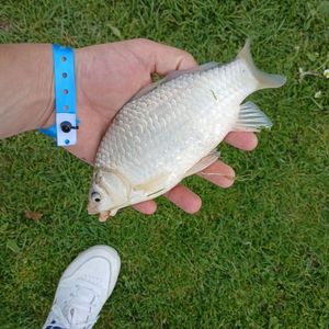 Prussian Carp