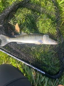 Zander