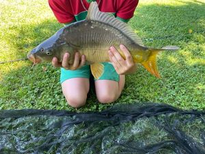 Common Carp