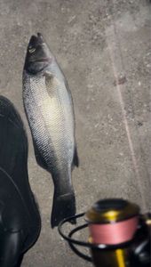 European Bass (Seabass)