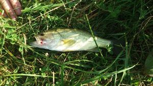 Largemouth Bass
