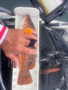 Ballan Wrasse
