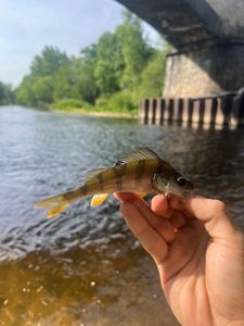 Yellow Perch