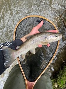 Brown Trout