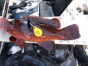 Ballan Wrasse