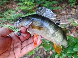 European Perch