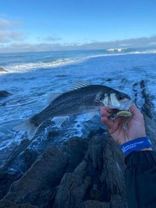 European Bass (Seabass)