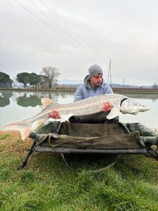 Starry Sturgeon