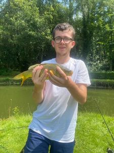 Common Carp