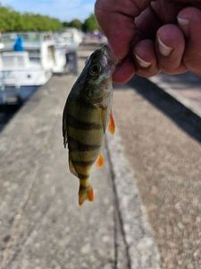 European Perch