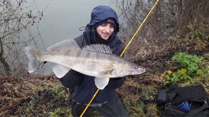 Zander