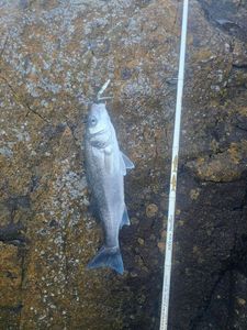 European Bass (Seabass)