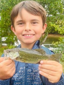 Largemouth Bass