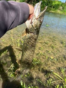 Northern Pike