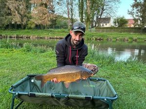 Common Carp