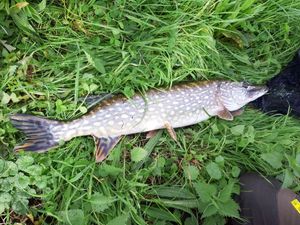 Northern Pike