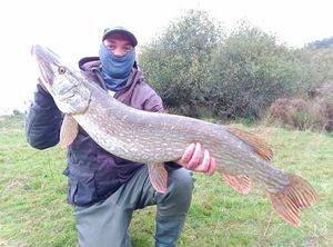 Northern Pike