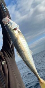 Mediterranean Horse Mackerel