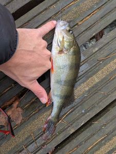 European Perch