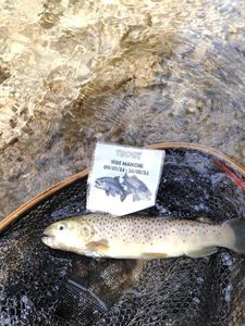 Brown Trout