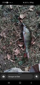 White Perch