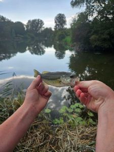Largemouth Bass