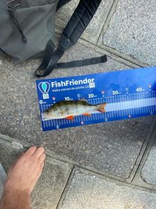 European Perch