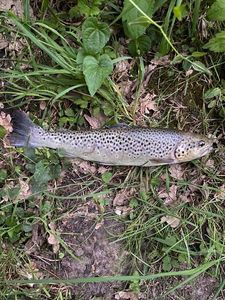 Brown Trout