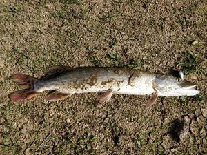 Northern Pike