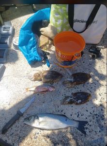 European Bass (Seabass)