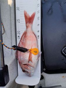 Red Porgy
