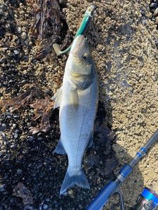 European Bass (Seabass)