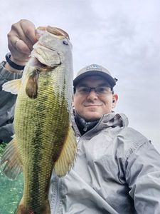 Largemouth Bass