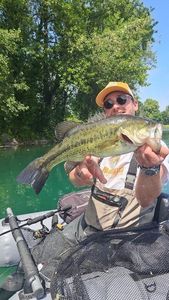 Largemouth Bass