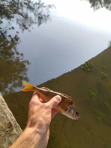 European Perch