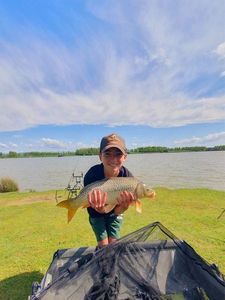 Common Carp