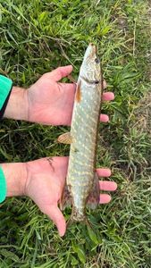 Northern Pike