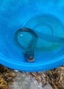 European Eel (Common Eel)