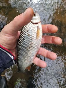 Roach