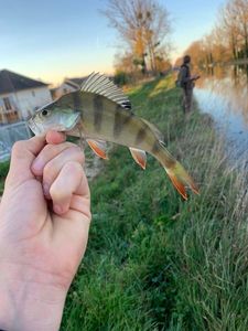 European Perch