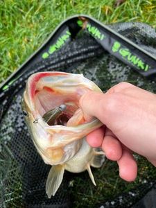 Largemouth Bass