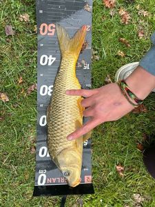 Common Carp