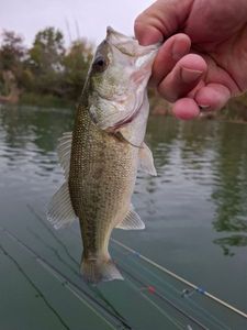 Largemouth Bass